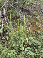 Platanthera