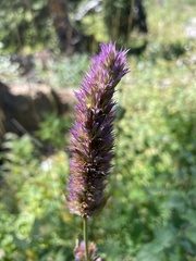 Agastache urticifolia