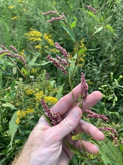 Persicaria extremiorientalis
