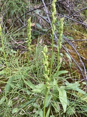 Platanthera