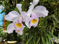 Cattleya