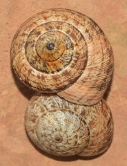 Xerosecta adolfi