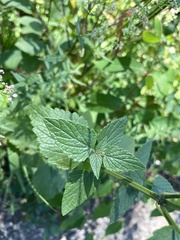 Agastache urticifolia