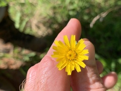 Pyrrhopappus carolinianus
