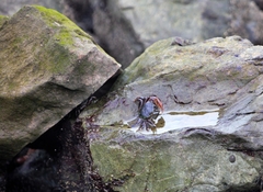 Pachygrapsus crassipes