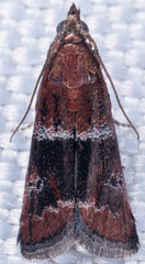 Moodna ostrinella