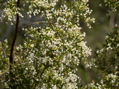Leucopogon pimeleoides