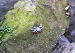 Pachygrapsus crassipes