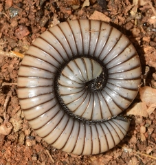 Ommatoiulus rutilans