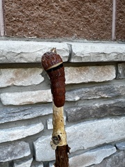 Papilio multicaudata