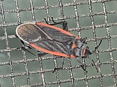 Melacoryphus lateralis