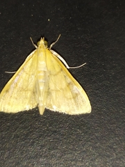 Helvibotys helvialis