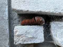 Papilio multicaudata