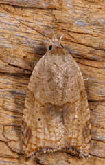 Coelostathma discopunctana