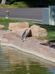 Nycticorax nycticorax