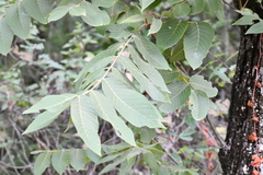 Juglans mollis