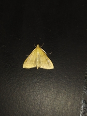 Helvibotys helvialis