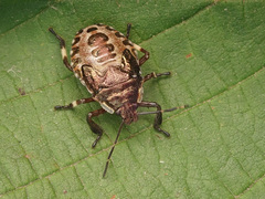 Pinthaeus sanguinipes