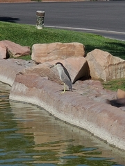 Nycticorax nycticorax