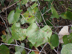 Vitis shuttleworthii