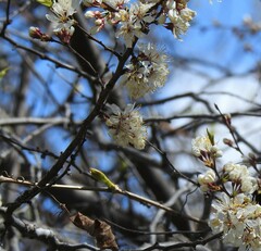 Prunus americana