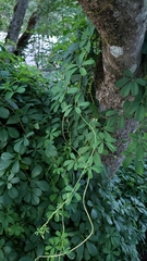Akebia