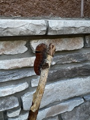 Papilio multicaudata