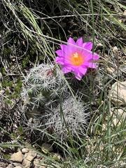 Neolloydia conoidea
