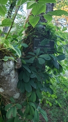 Akebia