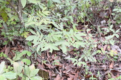 Carya myristiciformis