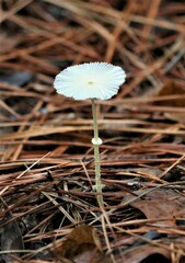 Leucocoprinus fragilissimus