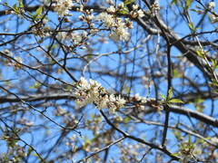 Prunus americana