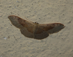 Idaea degeneraria