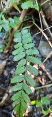 Blechnum filiforme