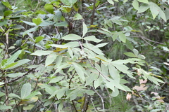 Carya myristiciformis