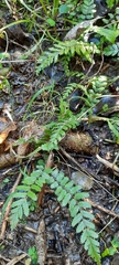 Blechnum filiforme