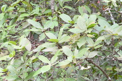 Quercus rysophylla
