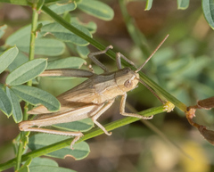 Chorthippus dorsatus