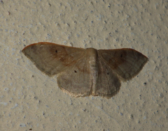 Idaea degeneraria