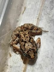 Platyplectrum ornatum