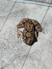 Platyplectrum ornatum