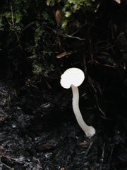 Cuphophyllus virgineus