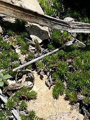 Selaginella wrightii