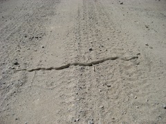 Salvadora hexalepis hexalepis