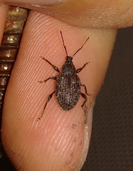 Otiorhynchus
