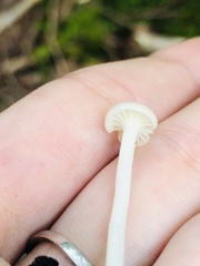 Cuphophyllus virgineus