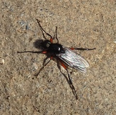 Bibio pomonae