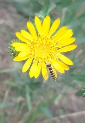 Sphaerophoria scripta