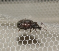 Otiorhynchus