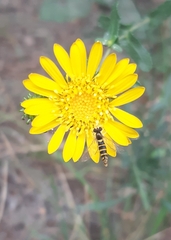 Sphaerophoria scripta